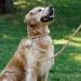 Collardirect Handmade Soft Padded Round Leather Dog Collar - Adjustable Real Leather for Small & Large Dogs Cats - Available in Black Pink Red Purple Blue Beige (30-35 cm) - Buy Online on GoSupps.com
