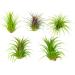 10 Ionantha Tillandsia Air Plants 2-3.5 Inches | Live Tropical House Plants for Home Decor & Terrariums - Buy Online on GoSupps.com