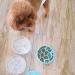 8 Inch Slow Feeder Bowl for Dogs and Cats - Anti-Gulping Healthy Eating Design - Ideal for Small to Medium Pets - Primary Color - Buy Online on GoSupps.com