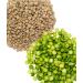 Pardina Lentils & Green Split Peas Combo - Non-GMO & Non-Irradiated | 10 lbs | USA Grown | Burlap Bag | Kosher Certified - Buy Online on GoSupps.com