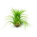 10 Ionantha Tillandsia Air Plants 2-3.5 Inches | Live Tropical House Plants for Home Decor & Terrariums - Buy Online on GoSupps.com