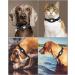 Deerlet Adjustable Airtag Dog Collar - Waterproof Reflective Nylon with Integrated GPS Bracket for Dogs & Cats - Black (Size S: 25-38cm) - Buy Online on GoSupps.com