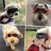 Enjoying Dog Glasses for Small to Medium Dogs | UV Protection Windproof & Non-Foggy | Soft Frame | Orange - Buy Online on GoSupps.com