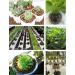 2LBS Brown Leca Clay Pebbles for Plants & Orchids | Hydroponic Grow Media & Horticultural Drainage - Buy Online on GoSupps.com