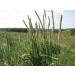Timothy Hay Seeds - Organic - 1 Pound Seed - Easy to Grow Treat for Your Small Pet - Buy Online on GoSupps.com