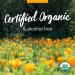 Herb Pharm Calendula Tincture 1 fl oz (30 ml) - Natural Healing & Skin Care - Buy Online on GoSupps.com