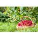 Organic Raspberry Powder 1lb - Non-GMO Vegan Superfood with Essential Nutrients - Ideal for Juices & Smoothies - Includes Maltodextrin - 1lb Pack - Buy Online on GoSupps.com