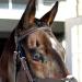 HORZE Prescott Figure 8 Bridle - Brown, Horse Size - Buy Online on GoSupps.com