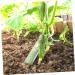 Parliky 4pcs Shaped Plastic Fruit Star Cucumber Shaper Vegetable Growing Tools Shape Machine - Buy Online on GoSupps.com