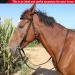 High-Quality Frdhee Bridle Lilly Soft Biteless Comfort Bridle with Reins for Horses | International Shipping - Buy Online on GoSupps.com