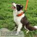 Tag Trag 20m Orange Dog Leash - Waterproof Easy to Clean Training Line for Small to Medium Dogs - Durable Handle & D-Ring - Buy Online on GoSupps.com