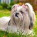 40 Pieces Handmade Dog Bows | Cute Puppy Hair Accessories with Rubber Bands, Lace, Organza, Rhinestone & Pearls | Multicolor Grooming Bows - Buy Online on GoSupps.com