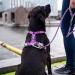 DOG Copenhagen Comfort Walk Air Harness - Size L, Black | Breathable and Durable - Buy Online on GoSupps.com