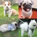 Kitten Harness and Lead Set Kitten Harness Cat Harness Cat Leash for Walking Escape Proof Puppy Kitten Vest Harnesses for Small Dogs Animals Rabbit/Mouse/Cats Cat Collar XS Grey - Buy Online on GoSupps.com