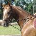 AMKA Thiedemann combination auxiliary reins black warmblood adjustable