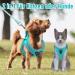 UVTQSSP Light Blue Dog Harness for Small Dogs | Padded Puppy Harness with Leash - Comfortable & Secure Fit - Buy Online on GoSupps.com