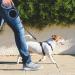 Moyouno 8m Retractable Dog Leash - High-End Automatic Dog Training Line for Small to Large Dogs (Up to 50kg) - Blue Color - Buy Online on GoSupps.com