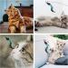 Ugbo Interactive Cat Toys - Engaging Intelligence Toys for Kittens & Cats | Magic Wand & Flying Bird Toys for All Sizes - Buy Online on GoSupps.com