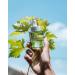 KORRES Santorini Grape Velvet Skin Drink 1 fl. oz. - Buy Online on GoSupps.com