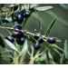 Montebello Pure Olive Oil 5L - Buy Online on GoSupps.com