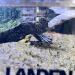 LANDEN Aquarium Sand - Natural Fine Grain Cosmetic Sand for Aquarium Landscaping - 11 lbs (4.2L) - Ideal for Freshwater, Saltwater, and Blackwater Tanks - Buy Online on GoSupps.com