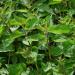 Organic Nettle Powder 500g - Gluten-Free, Lactose-Free, Vegan, 100% Natural | Ground Nettle from Controlled Organic Cultivation - Laboratory-Tested | Additive-Free, Gently Ground for Optimal Quality - Buy Online on GoSupps.com