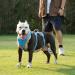 Huntboo Dog Safety Dishes & No Pull Harness for Large Dogs - Reflective Waterproof Adjustable Vest for Training & Walks (Blue XL) - Buy Online on GoSupps.com