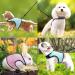 Adjustable Soft Rabbit Dishes & Mesh Harness - Outdoor Care for Small Pets (M Blue Pink) - Buy Online on GoSupps.com