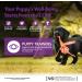 Wellness CORE Puppy Trainers Treats for Puppy Training Grain Free Puppy Treats Rich in Meat Perfect as Training Treats 170g 170 g (Pack of 1) Treats - Buy Online on GoSupps.com