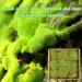 Preserved Moss Pole - 1.5 sq. Ft Decorative Moss for DIY Crafts and Wall Decor (Yellow Green) - Buy Online on GoSupps.com