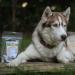 Bellfor Wild Boar Meat Strips Dog Treat Healthy Nature and is made without additives or flavor enhancers 100 g - Buy Online on GoSupps.com