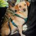FLOXIC SCHTHURT Dog Car Seat Belt - Adjustable Elastic Safety Harness for Small & Large Dogs - Secure Travel Accessories - Buy Online on GoSupps.com