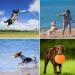 Buy Wellxunk Dog Frisbees - 2-Piece Rubber Dog Toys 22 cm for Training & Play (Green + Orange) - Perfect for Land & Water - Buy Online on GoSupps.com