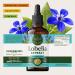 HERBAMAMA Lobelia Tincture - Vegan Lobelia Leaf Extract for Lung Cleanse & Detox - Respiratory Lung Support Drops - Non-GMO, Alcohol & Sugar-Free Respiratory Support Supplement 4 Fl Oz (Pack of 1) - Buy Online on GoSupps.com