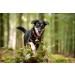 Beaus Bells 2 Extra Loud Handmade Copper Pet Trackers | Save Birds & Wildlife | Medium Size Cat & Dog Bells - Buy Online on GoSupps.com