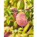 Skylar Peach Fields Eau de Parfum - Hypoallergenic & Clean Perfume for Women & Men Vegan & Safe for Sensitive Skin - Sweet Perfume with Notes of Mandarin Grapefruit Peach - 10mL /0.33 Fl oz - Buy Online on GoSupps.com
