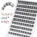D Curl Wispy Cluster Lashes - 100 Pcs 10-16mm Mixed Length Individual Eyelash Extensions | DIY Lashes at Home - Buy Online on GoSupps.com