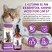 2 PCS L-Lysine Supplement for Cats, Immune & Respiratory Support Liquid with Natural Ingredients, Chicken Flavor Dietary Supplement for Skin, Coat & Eye Health, 2 fl oz - Buy Online on GoSupps.com
