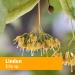 Herb Pharm Linden Liquid Extract - Cardiovascular & Circulatory Support - 1oz - Buy Online on GoSupps.com