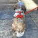 Premium H-Shape Hunding Harness for Dogs - Adjustable Velvet Leash & Loop | Small Medium Large - Red Color Size L - International Shipping - Buy Online on GoSupps.com