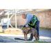 Julius K9 Mantrailing & Outdoor Dog Harness - Size L-XL - UV Orange with Neon Edge for Large Dogs - International Shipping Available - Buy Online on GoSupps.com
