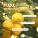 Yuzu Honey Chung Pack Cleanser | Moisturizing Foaming Face Wash for All Skin Types | K Beauty Gentle Pore Cleaner & Sebum Control - 3.38 fl oz - Buy Online on GoSupps.com