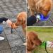 Large Dog Water Bottle - 24oz Portable Pet Water Bottle for Travel | Safe Spout Perfect for All Dog Breeds - Orange - Buy Online on GoSupps.com