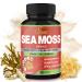 Organic Cadane Irish Sea Moss Extract Capsules - 9in1 with VitC VitD Bladderwrack Burdock Root Elderberry & More - Supports Immune System & Overall Health - 90Capsules