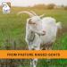 Buy It's Just! Goat Whey Protein Concentrate - 26g Protein from Pasture Raised Goats - WPC80 Made in USA 20oz - International Shipping Available - Buy Online on GoSupps.com