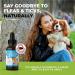 Spot On Flea Treatment For Dogs | Natural Flea & Tick Repellent | Long Lasting & Effective Protection | 50ml - Buy Online on GoSupps.com