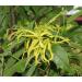 Radha Beauty Ylang Ylang Essential Oil 5mL - 100% Natural Therapeutic Grade for Aromatherapy Relaxation Fragrance for Home & Office - Buy Online on GoSupps.com
