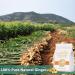Organic Ginger Root Tea Bags - 60 Bags/6.4 Oz | Caffeine Free  Non-GMO  Pure Ginger | Natural and Additive-Free - Buy Online on GoSupps.com