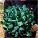 Natural Crystal Rough Crystal Cluster Natural Green Spooky Spooky Quartz Crystal Cluster Specimen Home Office Decoration (Size : 1100-1200g) - Buy Online on GoSupps.com