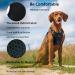 Funfox Adjustable No Pull Dog Harness for Small & Medium Dogs - Breathable Safety Harness | Anti-Zug Design | Perfect for Pups - Buy Online on GoSupps.com
